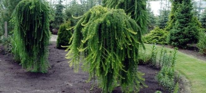 Ель Эдит: описание, посадка и уход, в ландшафтном дизайне