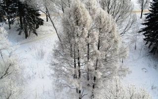 Древесина лиственницы: свойства, характеристики, применение