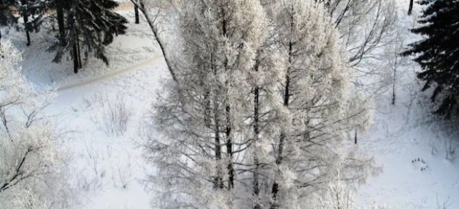 Лесозаготовительная техника: виды, применение, описание