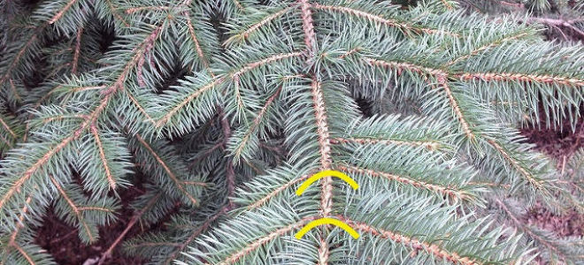 Обрезка ели весной и осенью, схема