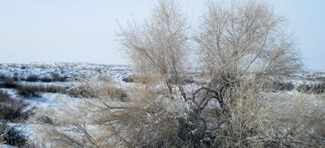 Саксаул: описание, разновидности, значение и применение