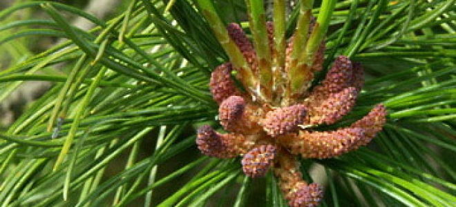 Сосна кедровая: описание, виды, распространение, выращивание