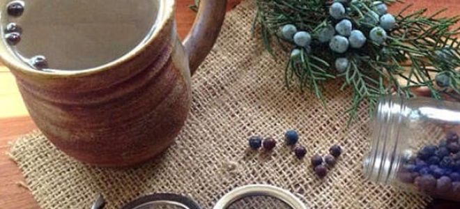 Посадка можжевельника в открытом грунте и уход, пересадка