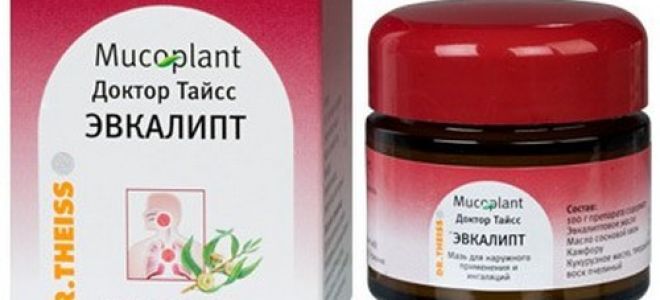 Эвкалиптовое дерево: описание, места произрастания, продолжительность жизни