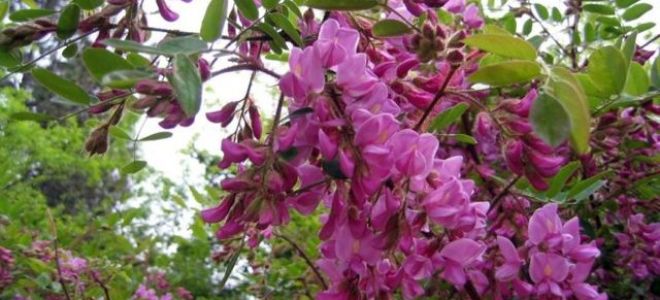 Лжеакация робиния: описание дерева, особенности, размножение