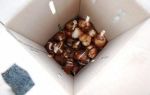 Овощи которые выкапывают лопатой из земли