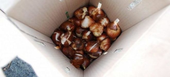 Овощи которые выкапывают лопатой из земли