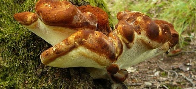 Древесные грибы: виды, польза и вред, применение