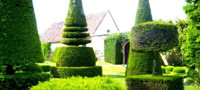 Тис: описание, виды и сорта, распространение