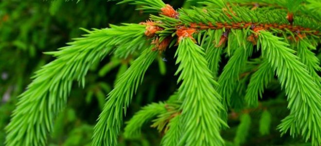 Пихта: описание дерева, виды, отличия от ели, в ландшафтном дизайне