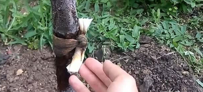 Применение березового дегтя в саду и огороде