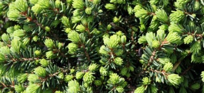 Ель Литл Джем: описание, в ландшафтном дизайне, распространение